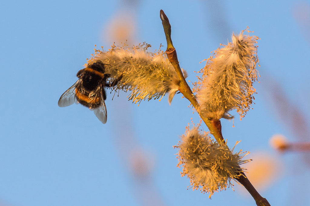 Osterstrauß: Weidenkätzchen den Wildbienen