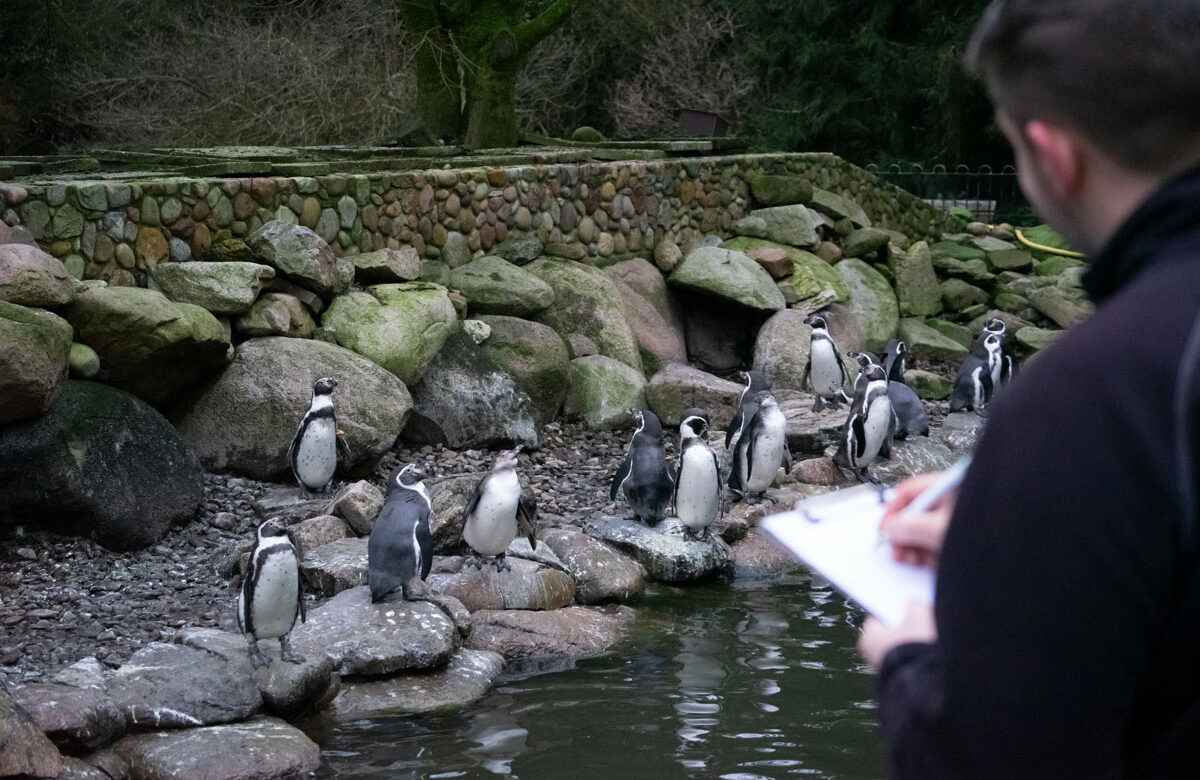 Pinguine werden gezählt.