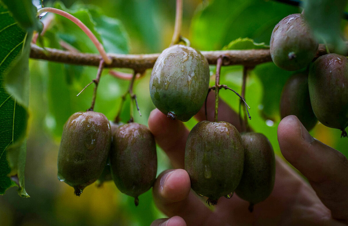 Kiwi