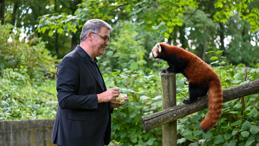 Oberbürgermeister Thomas Westphal wird Pate für Zoo-Tiere Jinak und JingLing