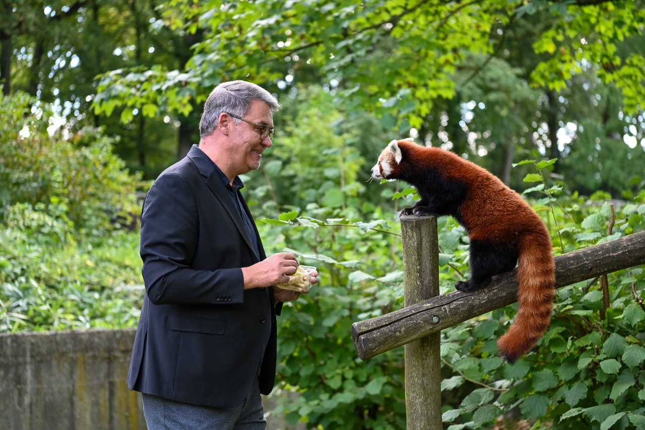 Oberbürgermeister Thomas Westphal wird Pate für Zoo-Tiere Jinak und JingLing